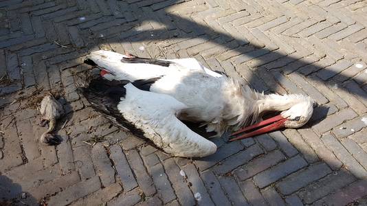 Het dode ooievaarsmannetje en het jong dat het niet overleefde.