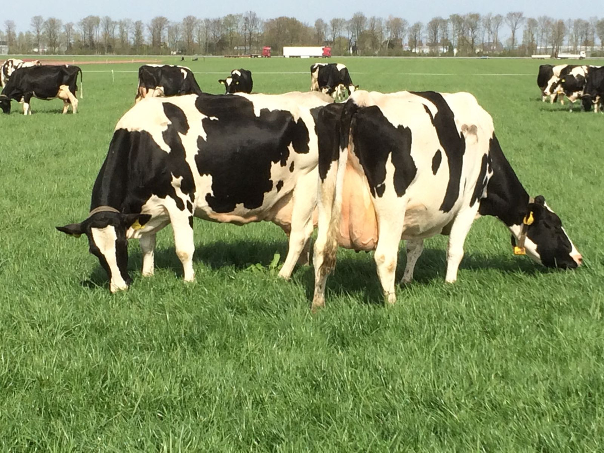 Boer Arno laat koeien voor eerst