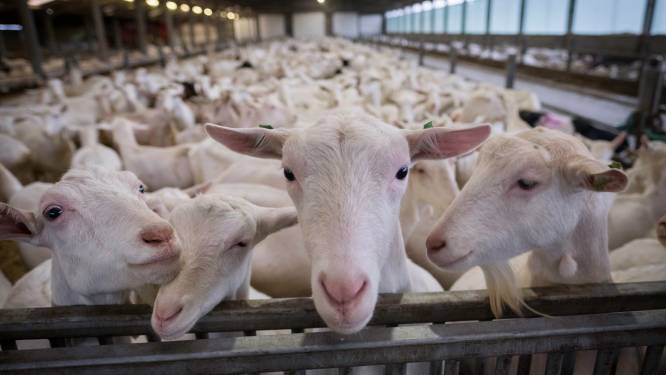 Besluit over aantal geiten op boerderij kost Lingewaard meer tijd