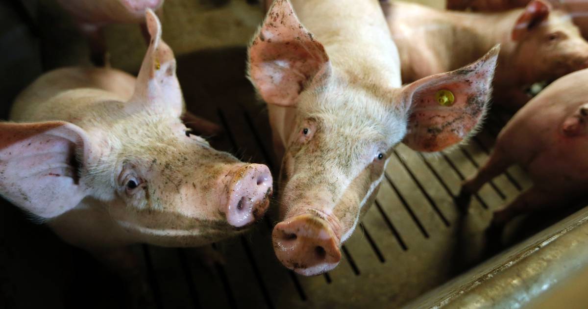 Extra varkensstal heeft geen belangrijke nadelige gevolgen voor milieu