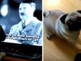 Schot transformeerde hond in "nazi". Hij moet het nu voor de rechter uitleggen