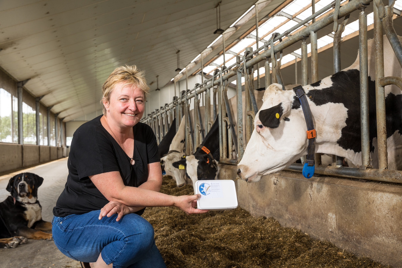 Wilma Klaasses met een bakje ijs bij de belangrijkste leveranciers van het koude lekkers: de koeien zelf.