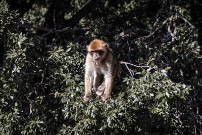 24 apen uitgebroken uit Duitse zoo