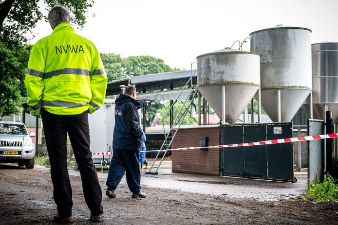 Een nertsenfokkerij in het Nederlandse Deurne wordt geruimd, archiefbeeld van 6 juni. In alle nertsenbedrijven waar het coronavirus heerst, moeten de dieren worden gedood.
