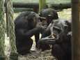 Dierenorganisaties boos op dierenpark: ‘Doodschieten Mike en Karibuna onnodig’