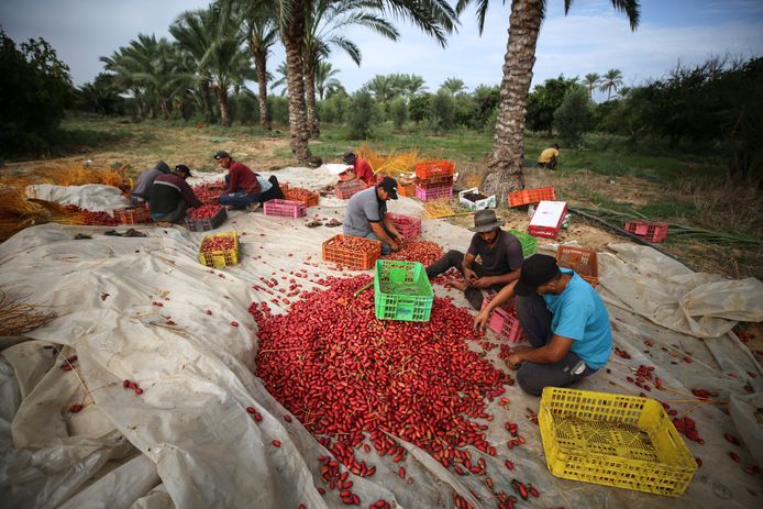 Palestijnse boeren sorteren de dadeloogst in oktober 2023.