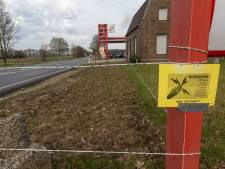 1,4 kilometer schrikdraad en camerabewaking om wildplukkers van tulpen te stoppen: ‘Bosje kost al gauw 15 euro’
