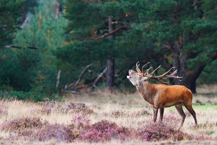 De nieuwe roedel bedreigt het rustige leven van andere diersoorten in het nationale park.