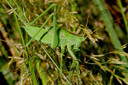 Grote groene sabelsprinkhaan