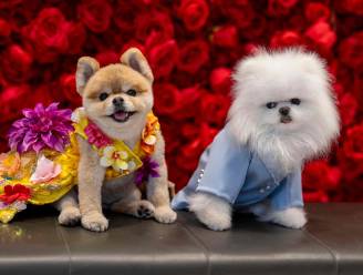 Ontwerper stuurt achttien hondjes catwalk op als ‘kopie’ van beroemheden