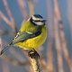 Een frisse neus én goede daad: help de vogelbescherming met vogels tellen