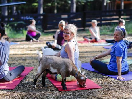 Gewe-hel-dig! Hier in Eindhoven doe je mee aan yoga met geiten en dit is wanneer