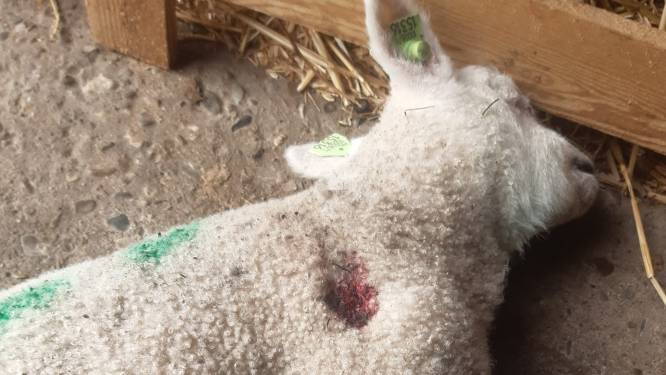 Eigenaar verbolgen over doodschieten van lammetje bij Sint Philipsland: ‘Wie doet zoiets?’