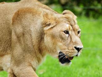 Ontsnapte leeuwin Rani (2) naderde tot op 10 meter van bezoekers, eerste schot was dodelijk, ontsnapping wellicht menselijke fout