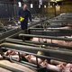 D66 doet eerste zet in stikstofdossier: halvering veestapel moet bouw mogelijk maken