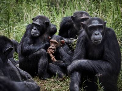 Le terme “variole du singe” prête à confusion: des primates attaqués au Brésil