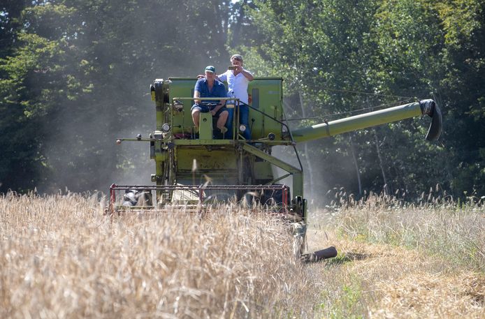 De oogst op het Westbergveld, rechts initiatiefnemer Marcel van Silfhout.