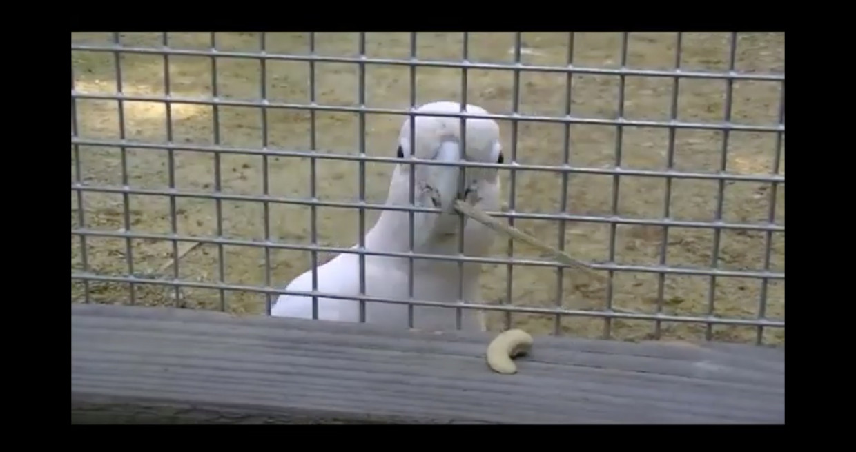 null Beeld Stills Youtube