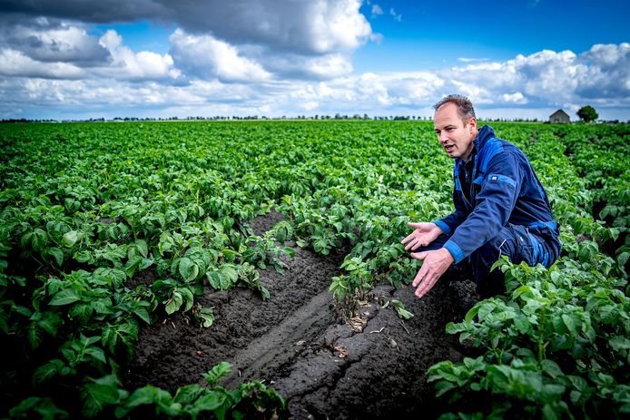 Aardappelziekte grijpt om zich heen: ‘Als we niet oppassen, hebben we ...