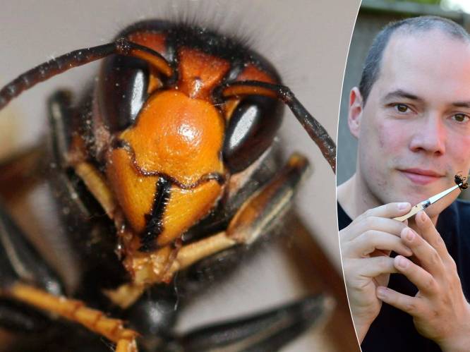Opmars Aziatische hoornaar niet meer te stuiten in Vlaanderen: "Kwestie van tijd voor er doden vallen”