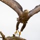 ‘Rewilding is een uitgelezen mogelijkheid voor het herstel van natuur en biodiversiteit’