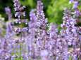 'Wil het tuincentrum meer insecten of bladluizen in de tuin?'