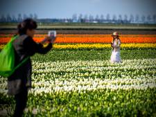 Zorgen bij boeren om groeiend tulpentoerisme Goeree-Overflakkee: ‘Het is toch geen attractie?’