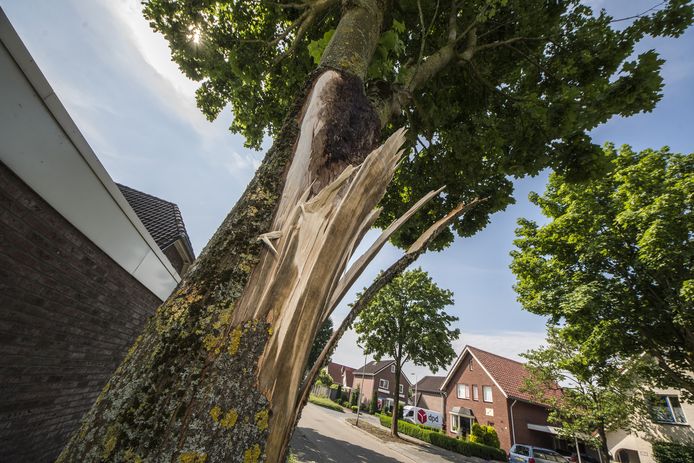 De esdoorn heeft het flink te verduren gekregen in Losser.