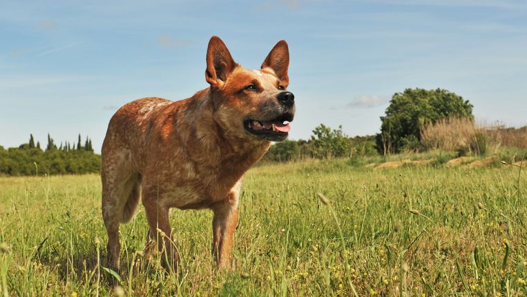 Oudste Hond 30 Ter Wereld Overleden Trouw