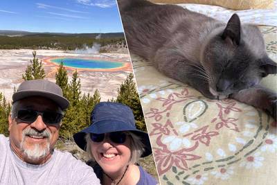 Adventurous cat finds his owners after 1,400-kilometer journey