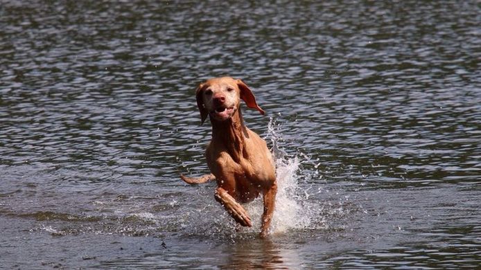 Donna, de hond van Noud van der Weerden, overleed in maart vorig jaar na het eten van een vergiftigd worstje nabij het Keelven in Someren.