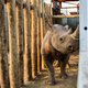 Zwarte neushoorns uitgezet in Tsjaad