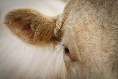 Ontsnapte koe wordt in Engeland “tot 4 keer toe” aangereden door politiecombi: “Duidelijk om het dier te doden”