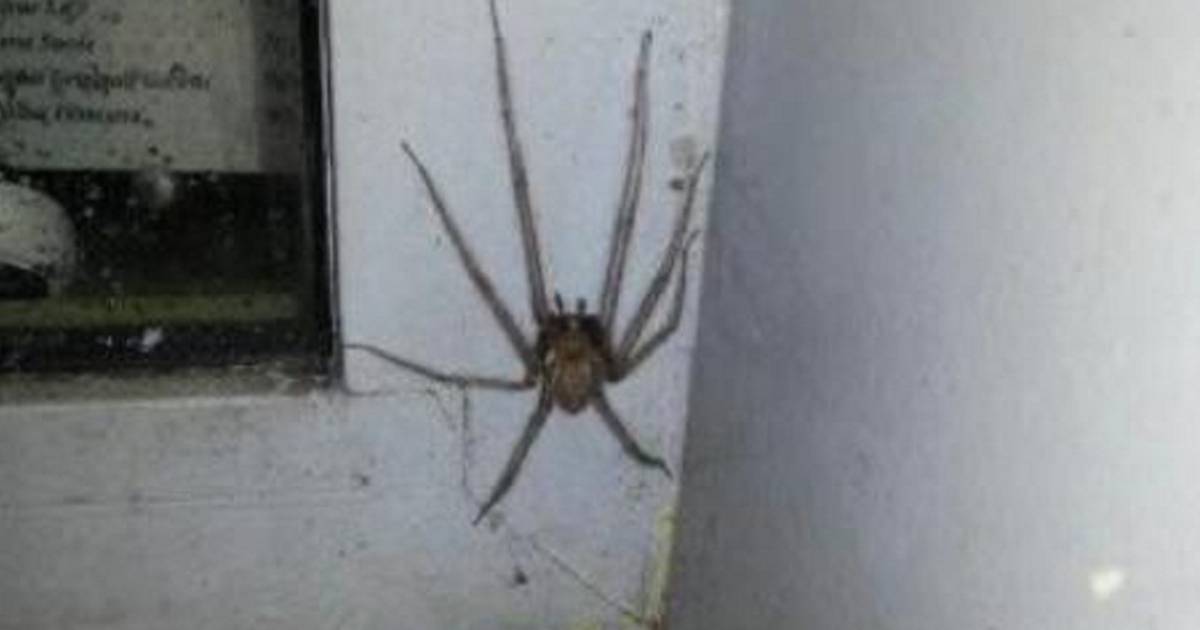 Une araignée recluse débarque en région liégeoise ! 