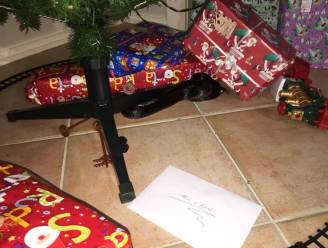 Koppel doodsbenauwd wanneer ze giftige slang onder kerstboom vinden