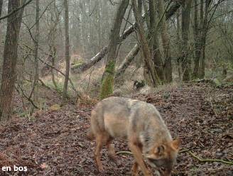 Nieuwe wolf gespot ten noorden van Antwerpen