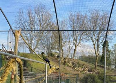 Kleindierwandelpark Hedel voorlopig dicht vanwege vogelgriep