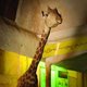 Docu 'Waiting for Giraffes': 'De giraffen uit de zoo worden in Palestina beschouwd als martelaars'