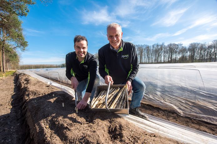 Aspergetelers Willem (links) en Jan van Gerven uit Oirschot met de eerste asperges van volle grond.