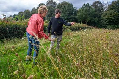 Wordt West-Brabant straks één lang bijenlint? ‘Dat is wel onze droom’