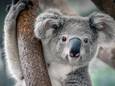 Ouwehands in Rhenen is het eerste dierenpark in Nederland met koala's.