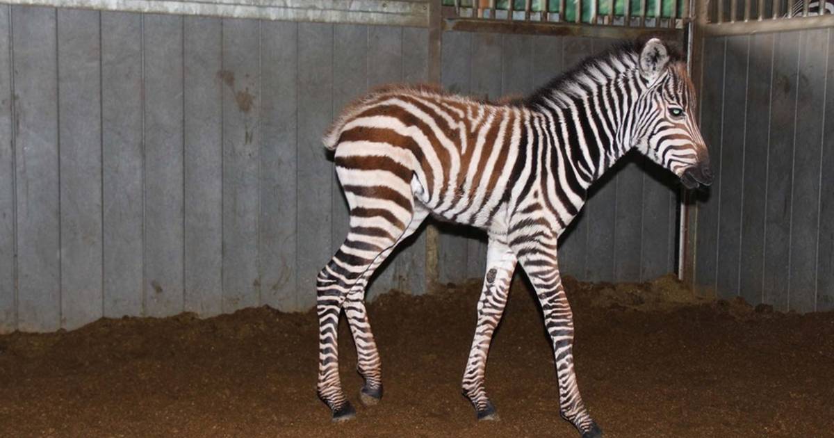 Comment S'appelle Le Bebe Du Zebre Naissance du premier bébé zèbre à Bellewaerde Park | Ecologie | 7sur7.be
