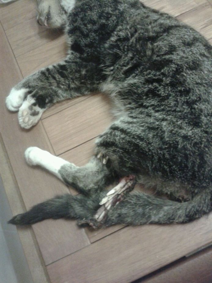 Kat verliest haar op staart en achterpoten