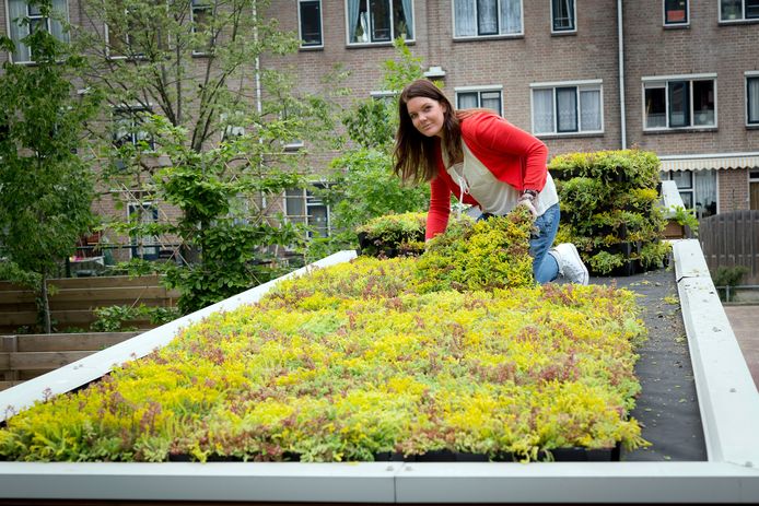 Groene daken in de stad helpen tegen hittestress