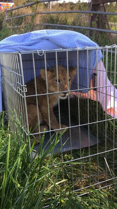 Een leeuw in een weiland, dat was ook voor deze doorgewinterde dierenarts nieuw