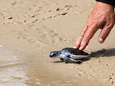 “Toch iets positief aan die hele Covid-situatie”: schildpadjes hebben de plek van toeristen ingenomen op Thaise stranden