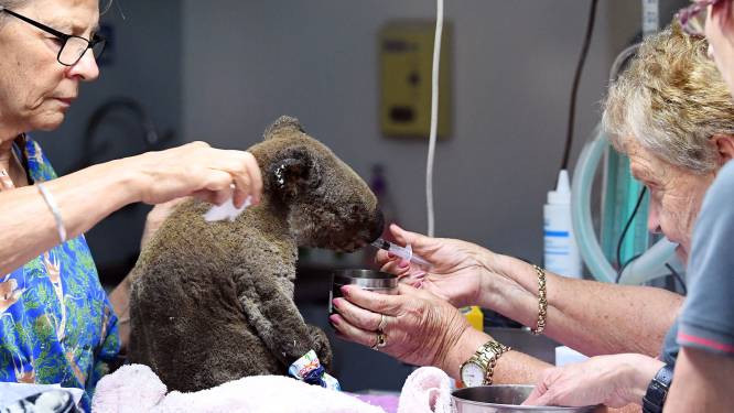 Koala Lewis toch bezweken aan zijn zware verwondingen