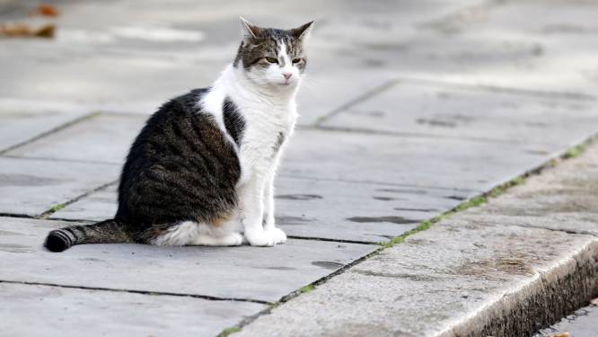 Enschedeër (21) hoort kat gillen en verdenkt buren van mishandeling