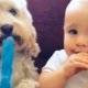 Filmpje | baby en hond eten ijsje samen
