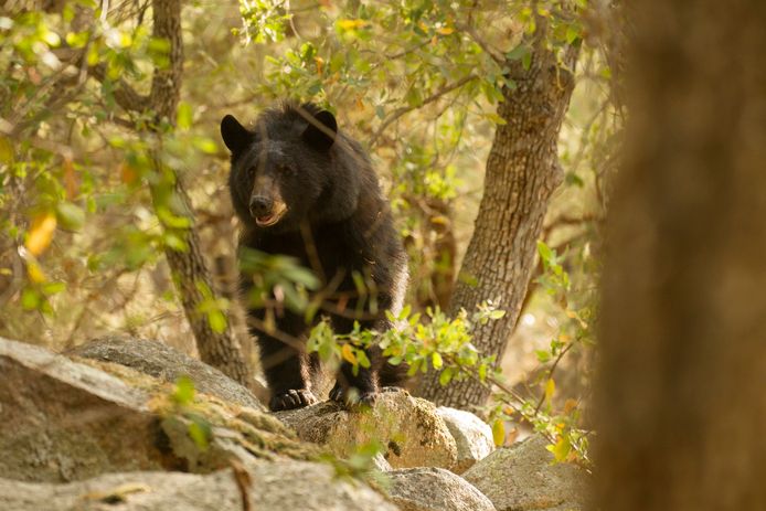 Illustratiebeeld. Een zwarte beer in de Madera Canyon in Arizona, Verenigde Staten.